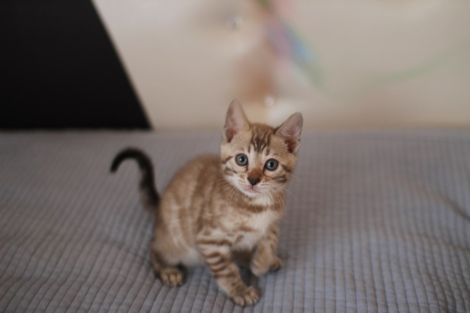 실밍크뱅갈고양이 여아 드림이~ 관련 이미지 2