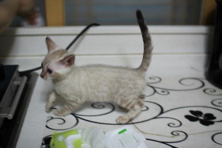 스노우 링스 키퍼 공주님~ 관련 이미지 3