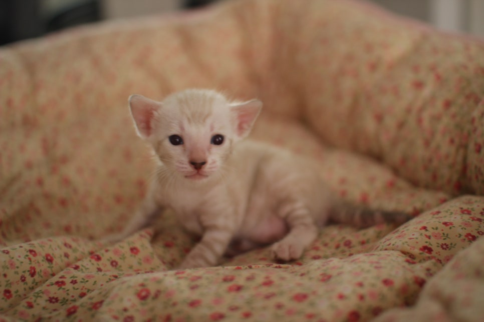 빅로젯이 이쁜 스노우뱅갈고양이 남아예요~ 관련 이미지 1