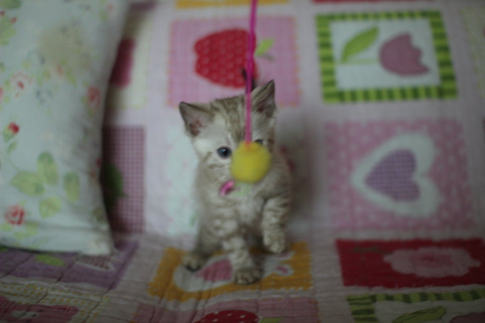 실밍크 뱅갈고양이 동글이예요. 관련 이미지 1