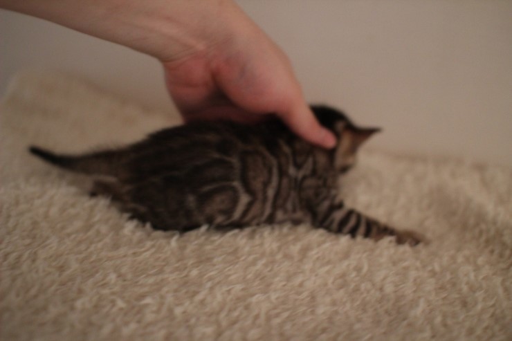 뱅갈고양이 꼬물이에서 꼬맹이 됬어요~ 관련 이미지 7