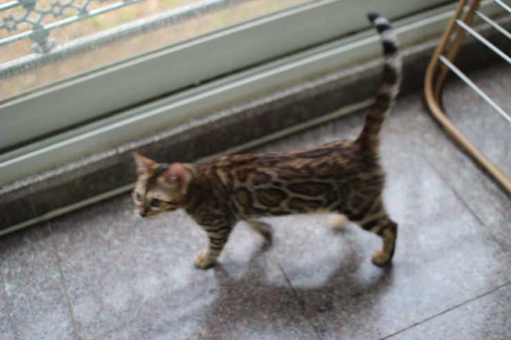 Soyu Lien 관련 이미지 7