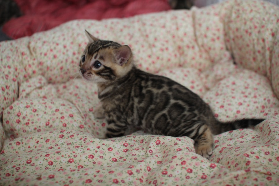 브라운 뱅갈고양이 남아 분양 합니다~ 관련 이미지 5