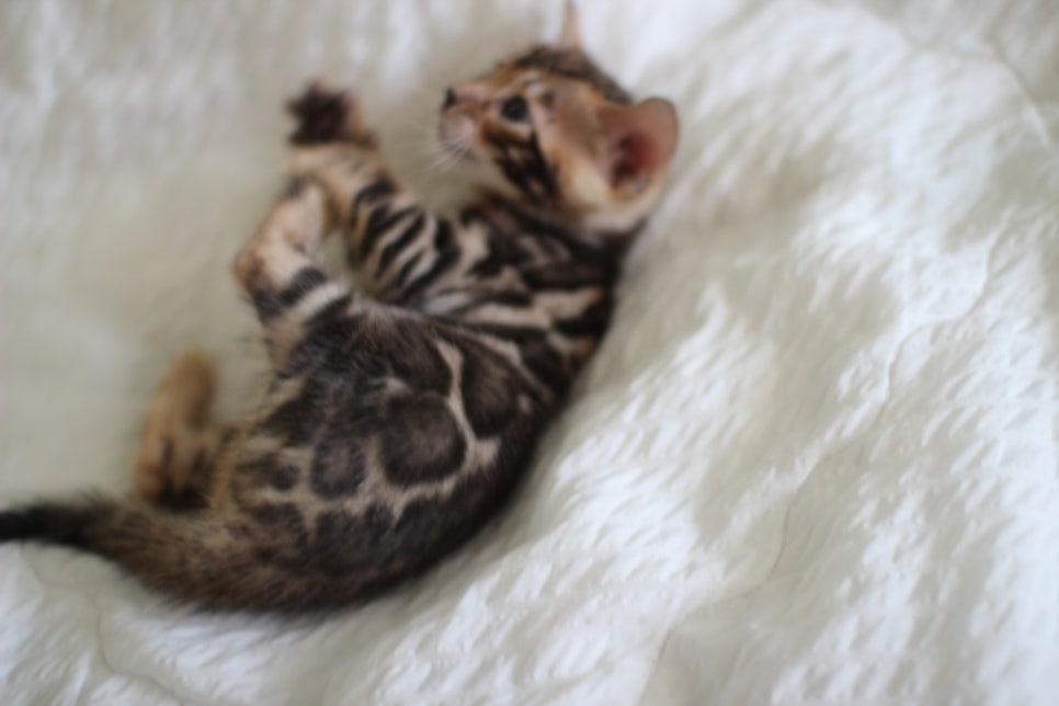 미남 뱅갈고양이에 애교발사~ 관련 이미지 11