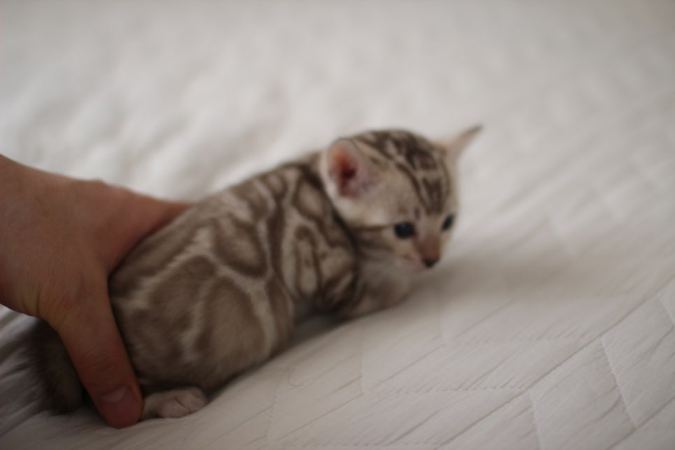 멋진 빅로젯 실밍크뱅갈고양이 남아 분양해요~ 관련 이미지 4