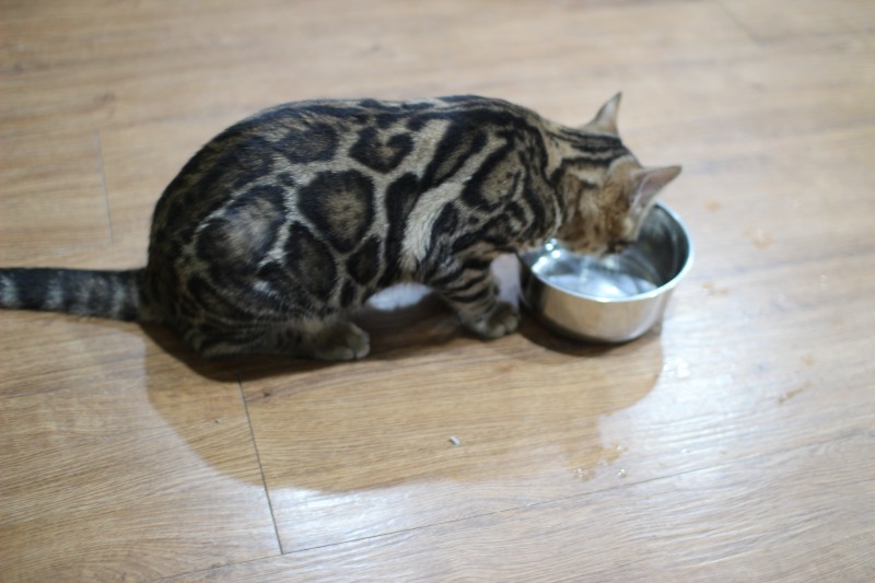 성격좋고 포동포동 건강한 뱅갈고양이 남아 분양해요~ 관련 이미지 5