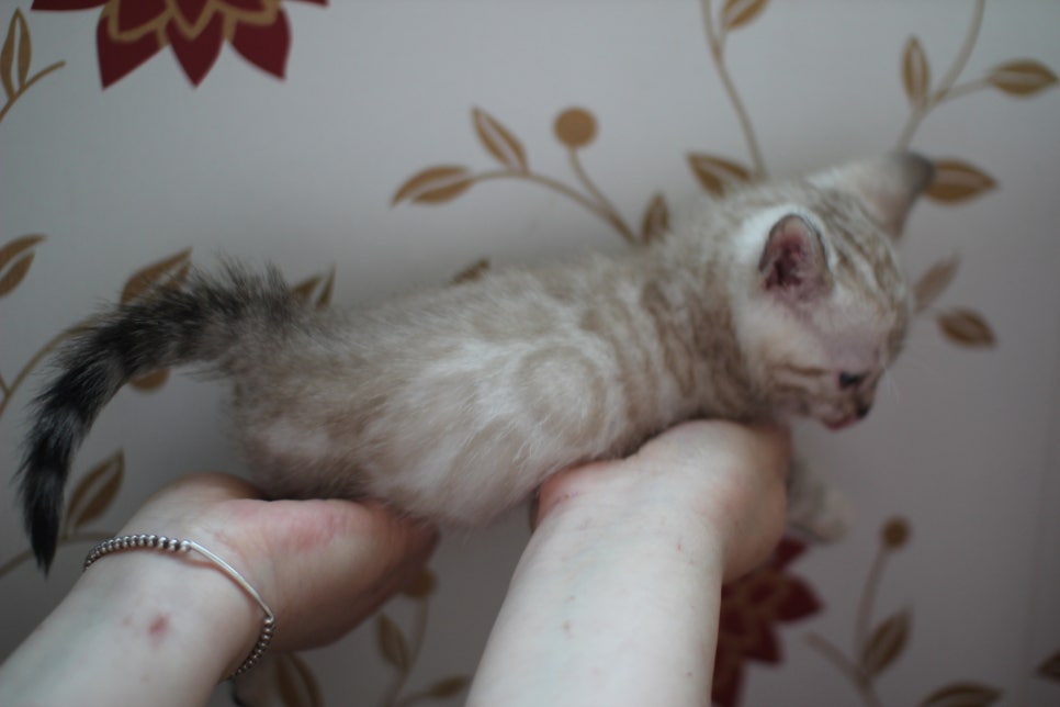 실밍크 뱅갈고양이 동글이예요. 관련 이미지 6