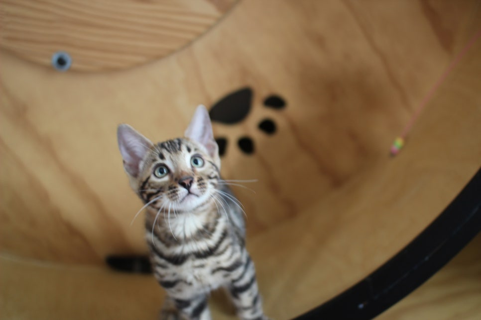 완전 완전 개냥이 뱅갈고양이 남아3,막둥이 분양해요~ 관련 이미지 2