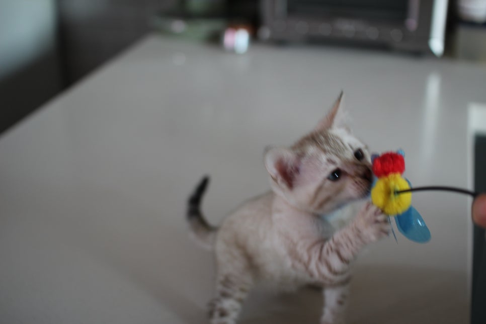 사람만 졸졸졸 따라 다니는 스노우뱅갈고양이 여아 분양해요~ 관련 이미지 10