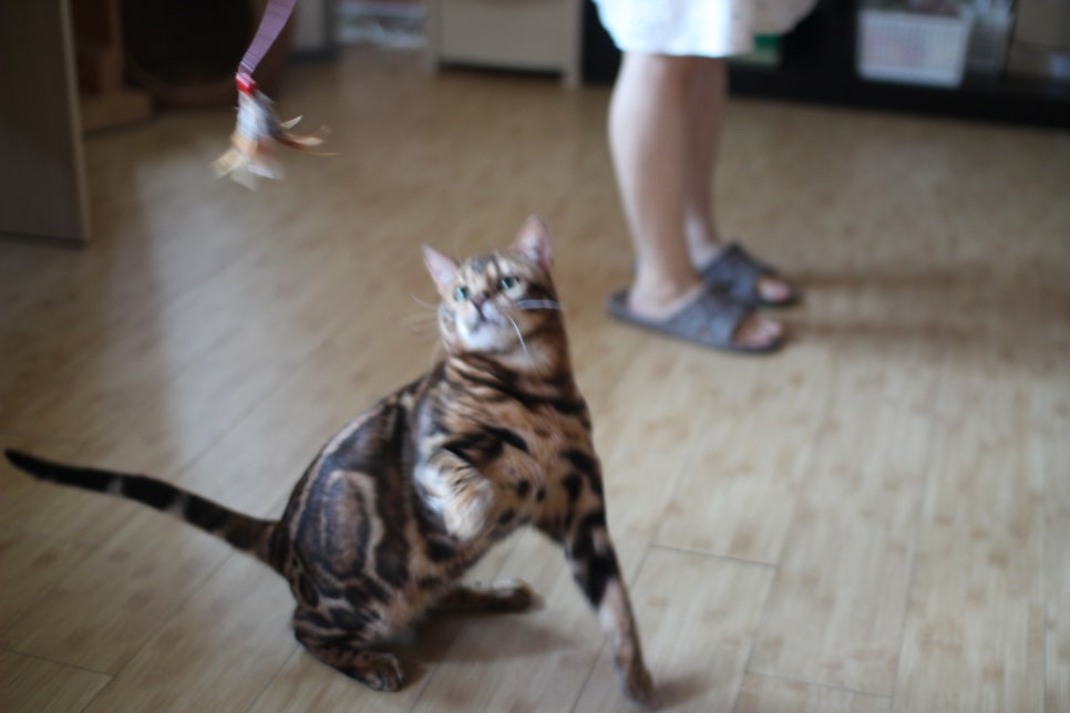 뱅갈고양이 블랙홀과 킹군 관련 이미지 6