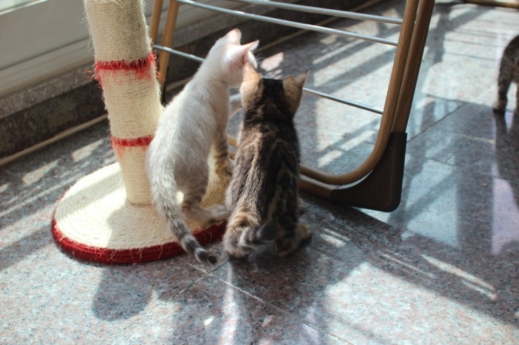 뱅갈고양이 꼬맹이들 일광욕 시간~ 관련 이미지 5
