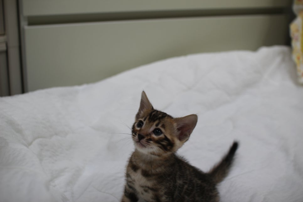 순둥이 개냥이 뱅갈고양이 남아5 분양해요~ 관련 이미지 10