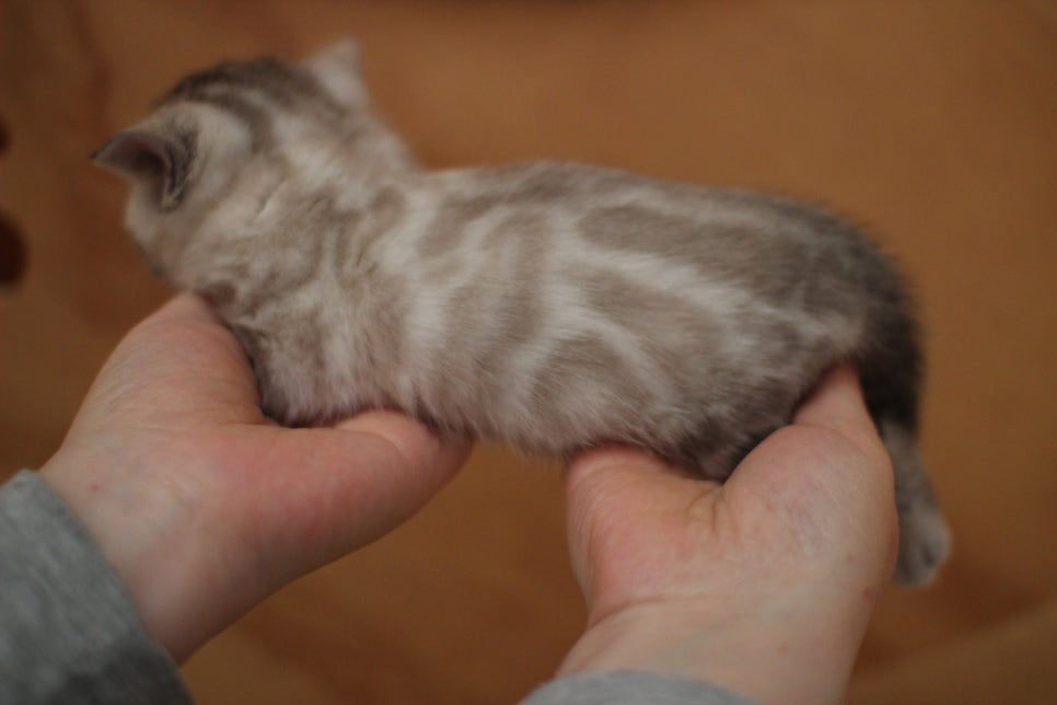 스노우뱅갈고양이 여아예요~ 관련 이미지 8