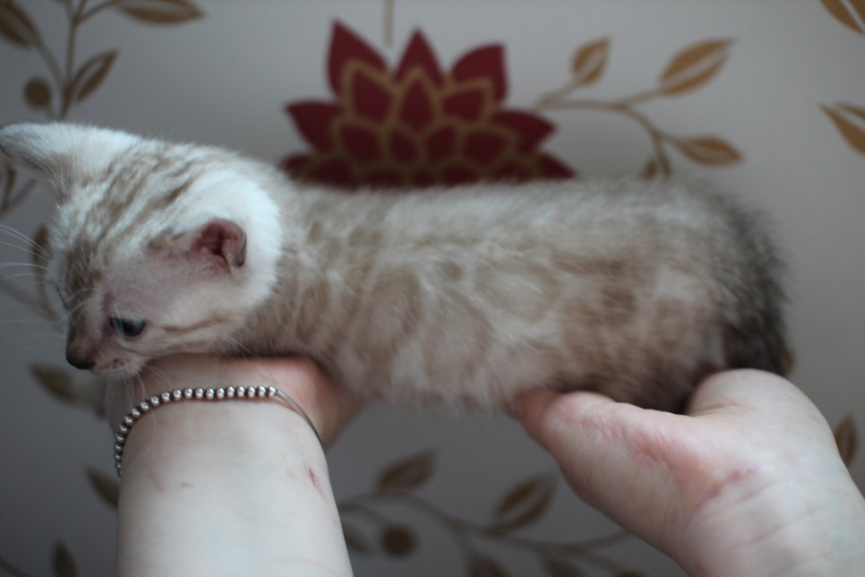 실밍크 뱅갈고양이 동글이예요. 관련 이미지 9