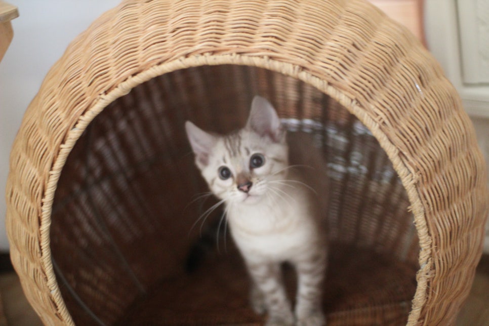 소유뱅갈고양이 캐터리 꼴통 킹 입니다~ 관련 이미지 2