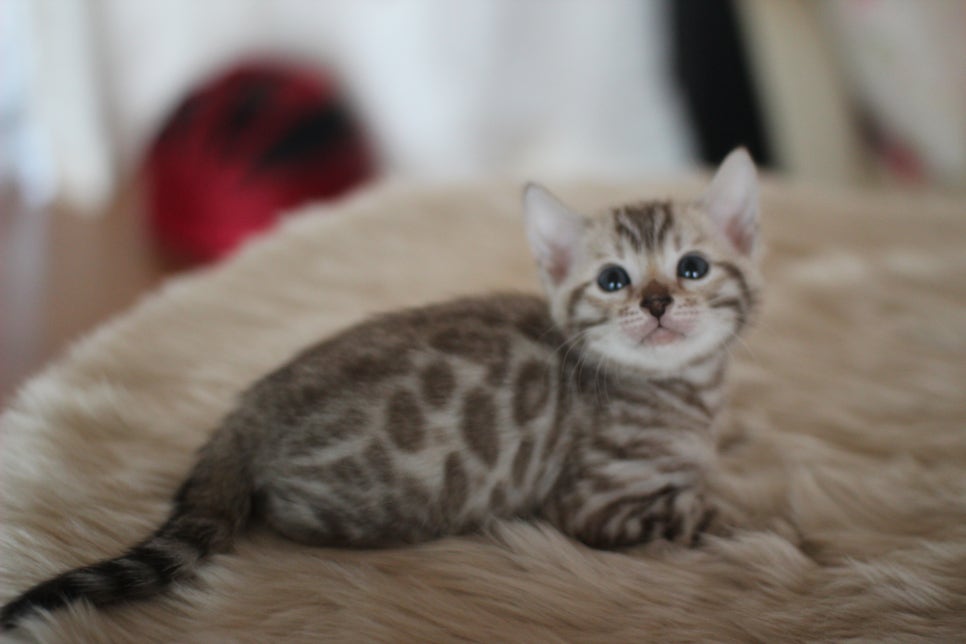 뱅갈고양이분양 멋진 빅로젯 아이들~ 관련 이미지 13