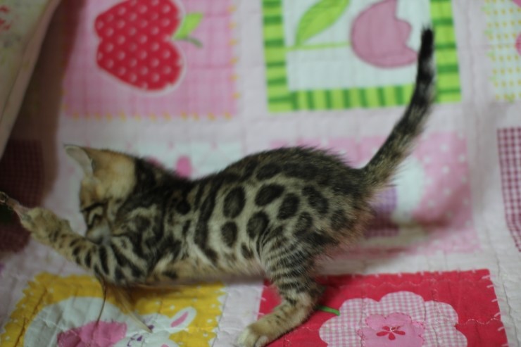 뱅갈고양이 분양 진정한 개냥이란? 관련 이미지 24