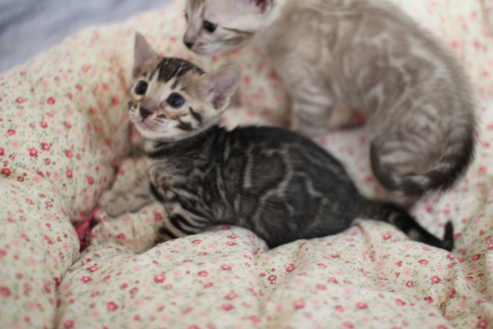 브라운,스노우뱅갈고양이 꼬맹이들 분양합니다~ 관련 이미지 4