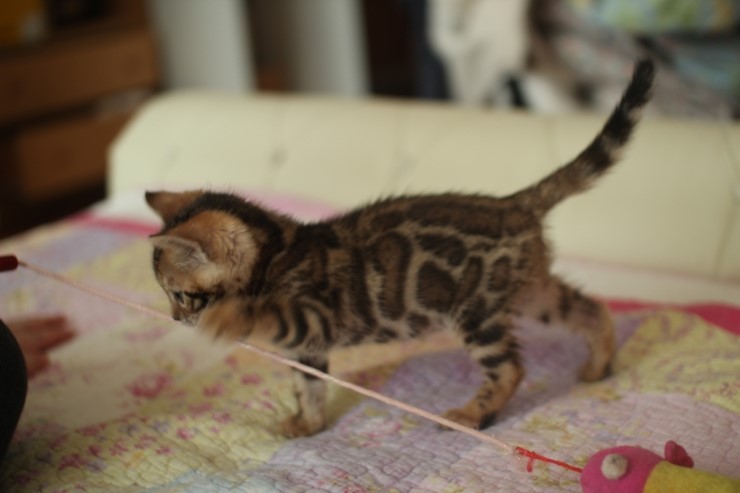 빅로젯 뱅갈고양이 남아2도 많이 컸어요~ 관련 이미지 10