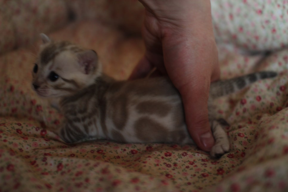 스노우뱅갈고양이 꼬맹이들은 사랑이죠! 관련 이미지 13