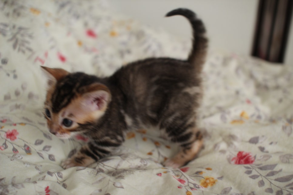 뱅갈고양이 꼬맹이 하루하루 쑥쑥 멋지게 성장중~ 관련 이미지 13