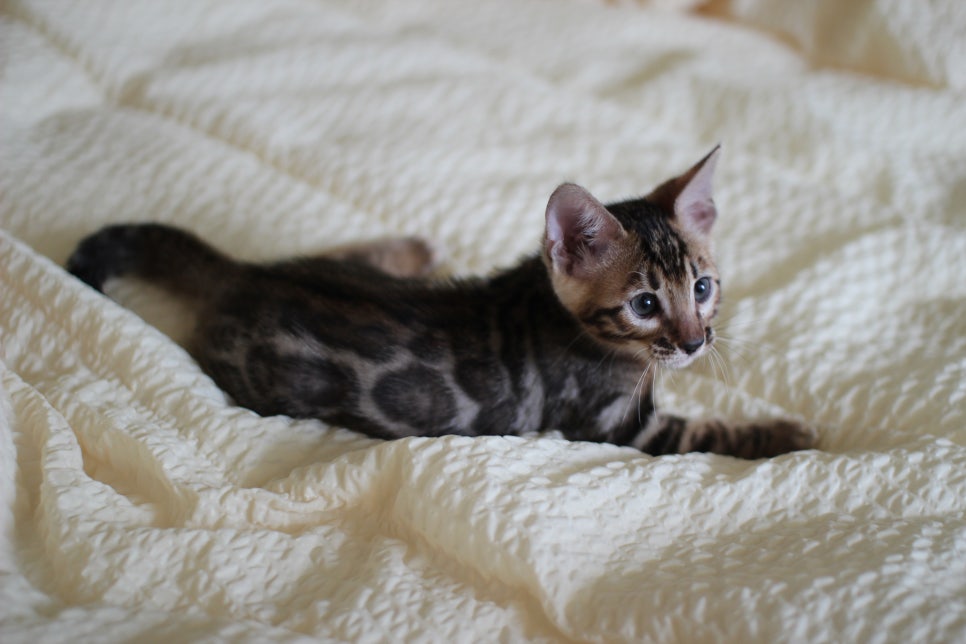 뱅갈고양이 막둥이 분양해요~ 관련 이미지 8