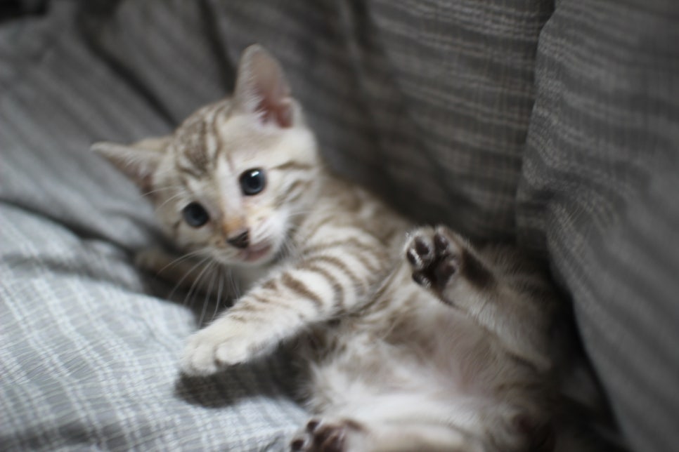 포동포동 귀여운 돼지 실밍크뱅갈고양이 여아예요~ 관련 이미지 8