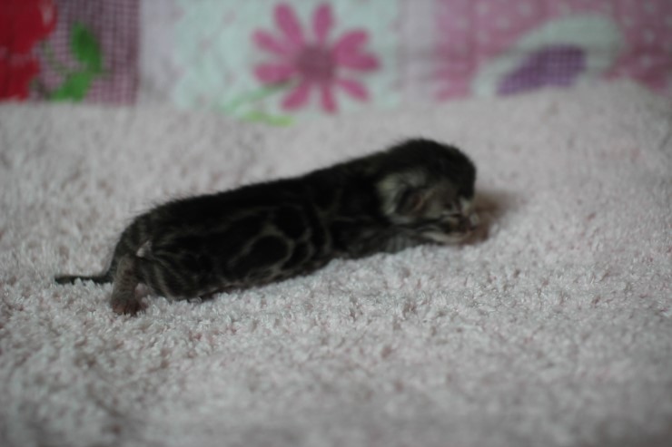 클라우드 로젯 실버뱅갈고양이 꼬물이 여아예요 관련 이미지 13