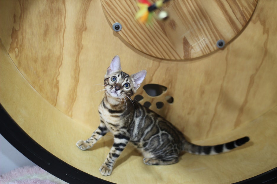 엄청난 개냥이 뱅갈고양이 여아 분양해요^^ 관련 이미지 1