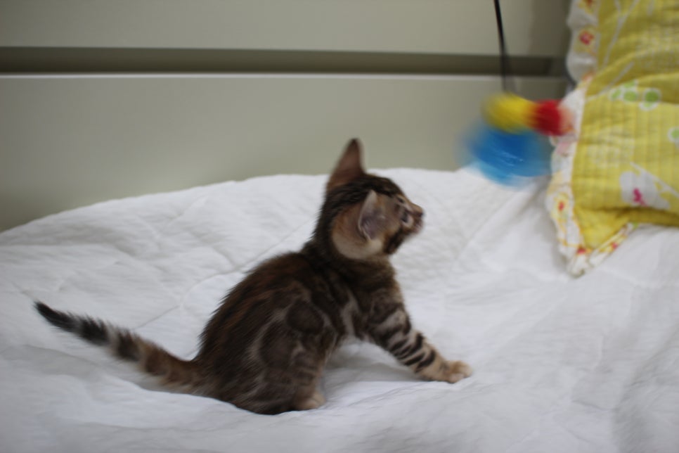 붉은빛 모색이 멋진 뱅갈고양이 남아4 분양해요~ 관련 이미지 14