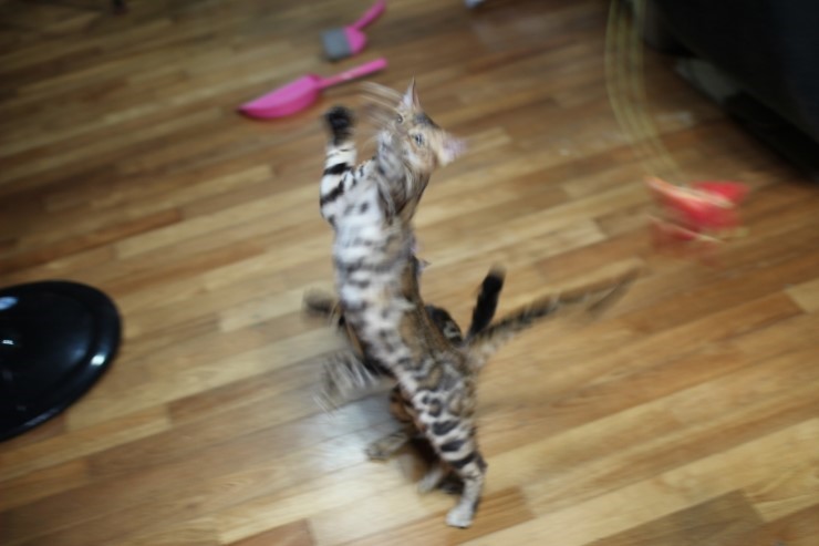 뱅갈고양이 남아 soyu gsw 관련 이미지 1