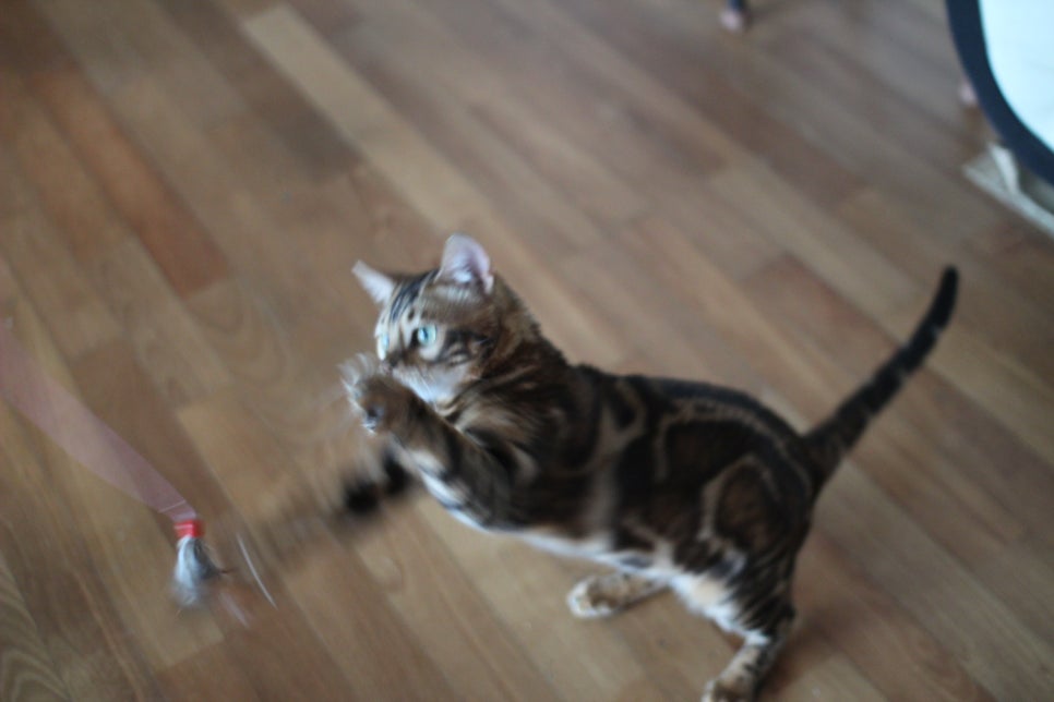 브라운 뱅갈고양이 남아 거실도 점령 했어요. 관련 이미지 3