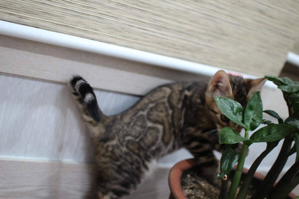 화초는 건들지 말자 ㅎㅎ; 관련 이미지 1