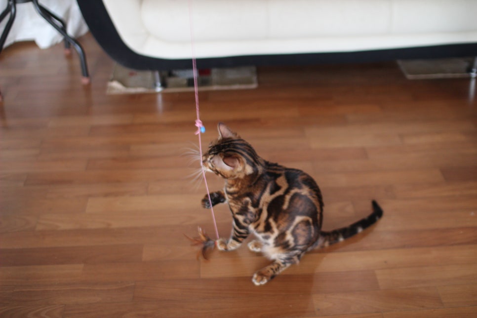 브라운 뱅갈고양이 남아 거실도 점령 했어요. 관련 이미지 5