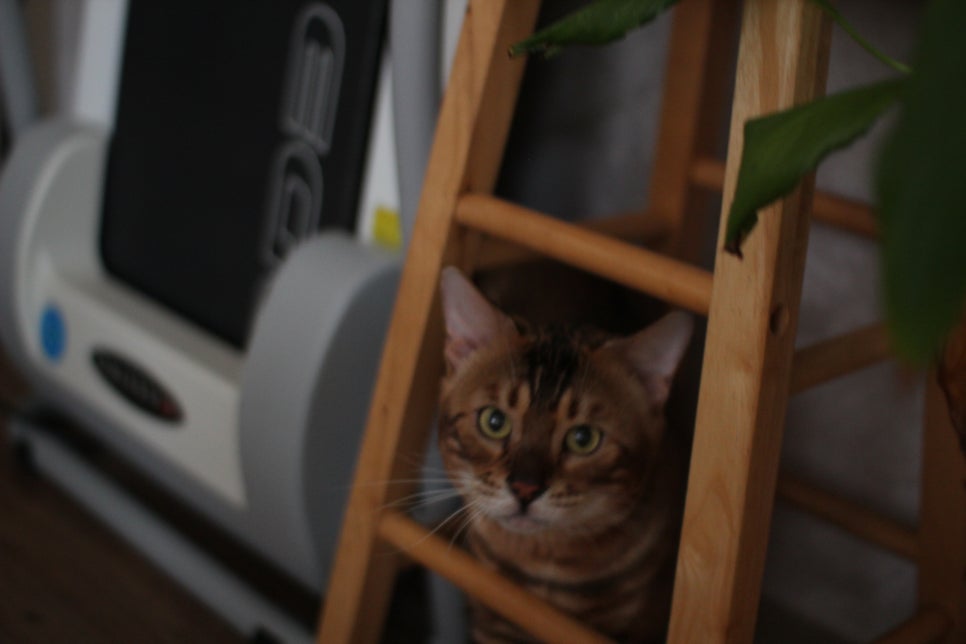 소유뱅갈캐터리 원탑 오랜만에 사진 찍었어요~ 관련 이미지 4