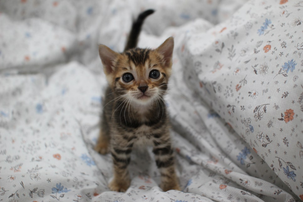 깔끔한 빅로젯이 이쁜 뱅갈고양이 남아 분양해요~ 관련 이미지 3