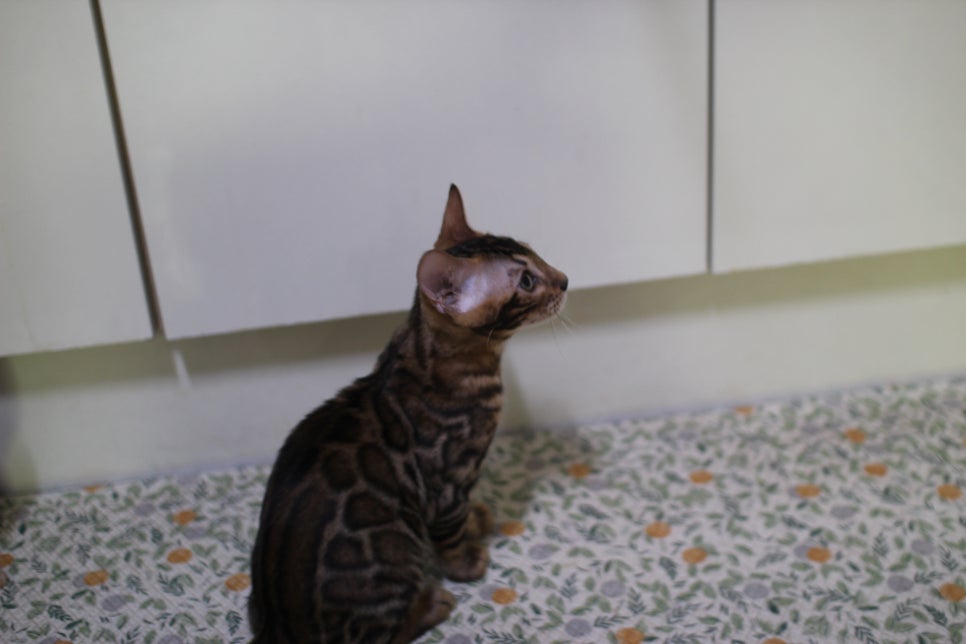 뱅갈고양이 분양중인 아이들 입니다~ 관련 이미지 5