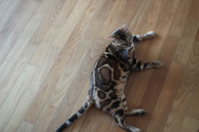 소유뱅갈캐터리 종묘 블랙홀 관련 이미지 1