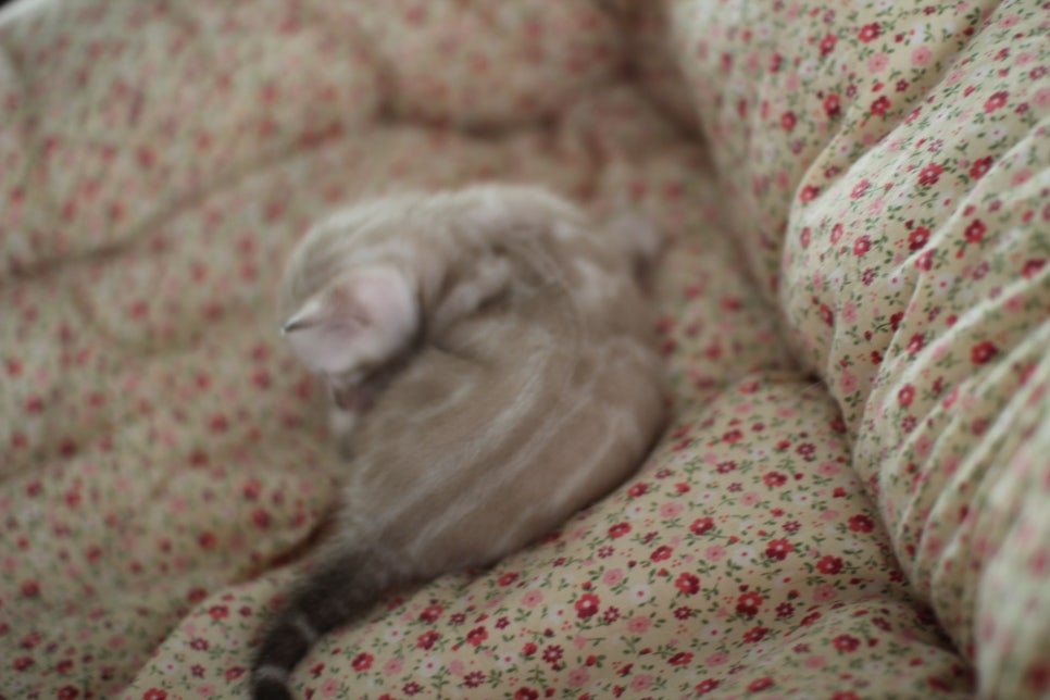 어메이징 실밍크뱅갈고양이 여아 브리딩 타입 분양해요~ 관련 이미지 7