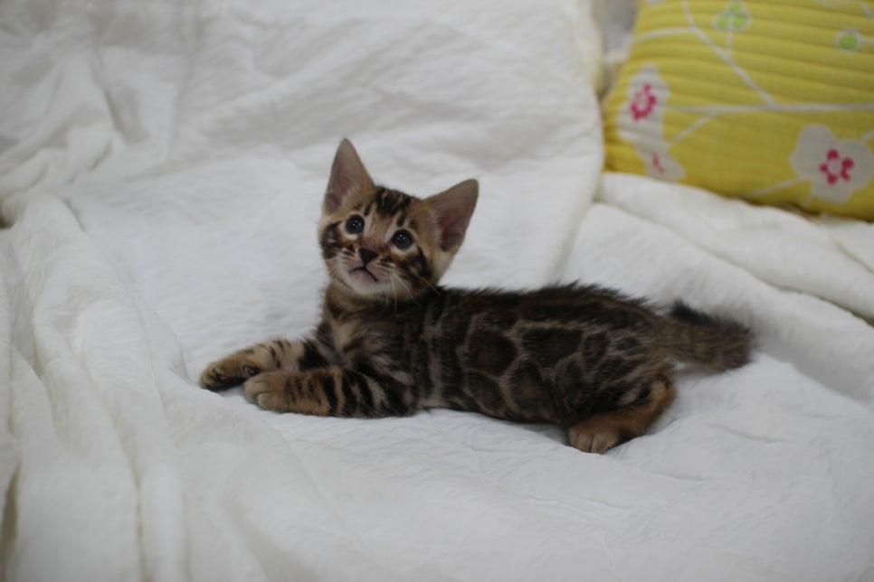 순둥이 개냥이 뱅갈고양이 남아5 분양해요~ 관련 이미지 1