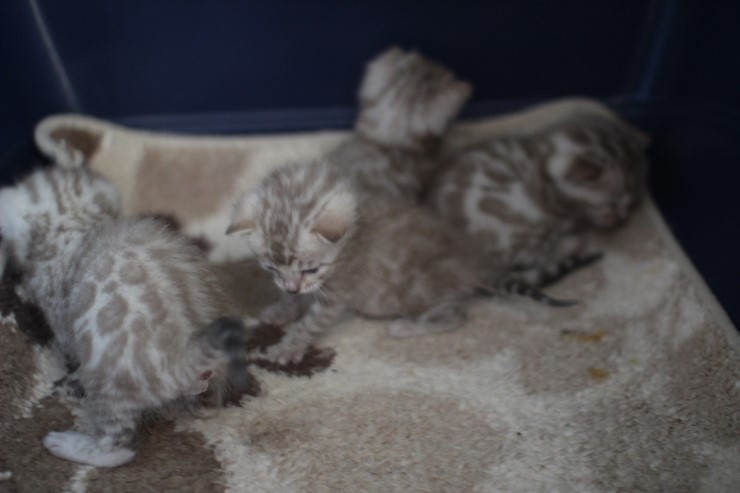 실밍크 스노우뱅갈고양이 분양 천사냥이 4남매 관련 이미지 4