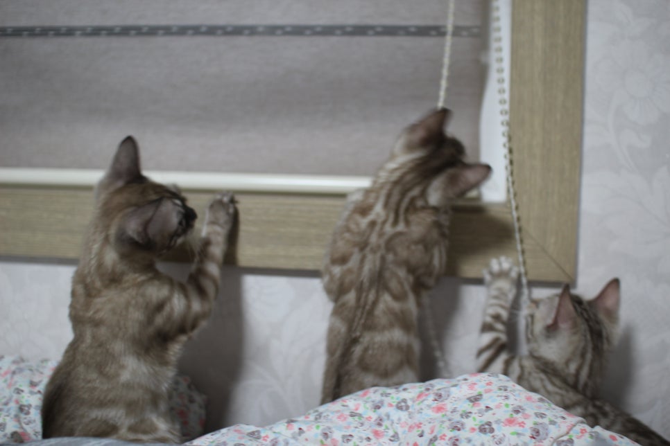 스노우뱅갈고양이 삼총사~ 관련 이미지 21