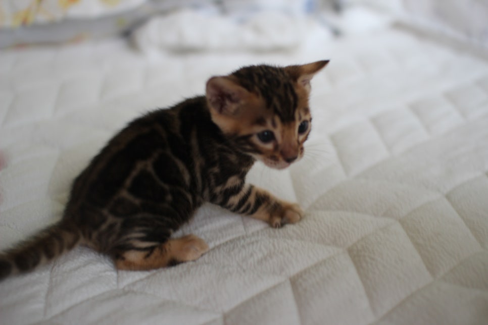 성격이 엄~~~청 나게 좋은 브라운 뱅갈고양이 남아예요~ 관련 이미지 7