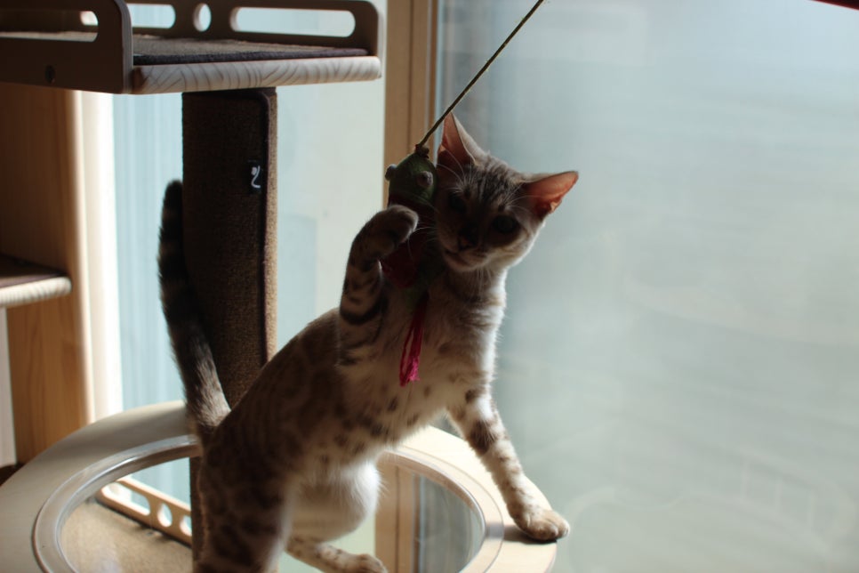 2층에서 생활하고 있는 스노우뱅갈고양이 주주~ 관련 이미지 6