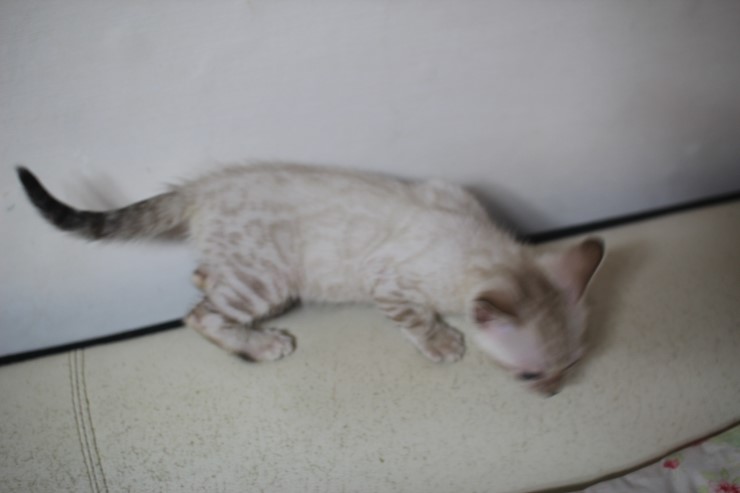 실링스 뱅갈고양이 키퍼여아 입니다~ 관련 이미지 3