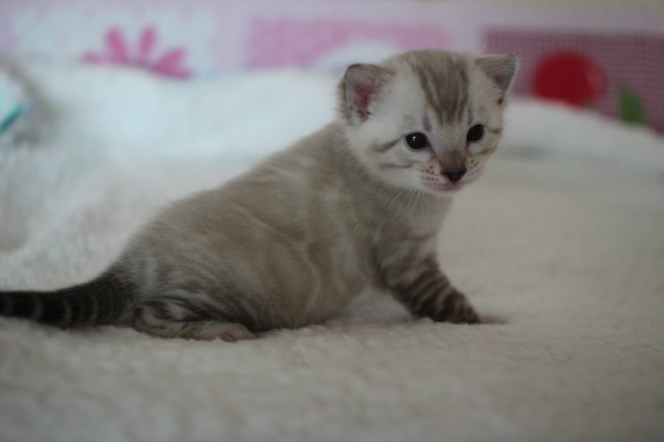 실링스 뱅갈고양이 남아 오늘 모습~ 관련 이미지 4