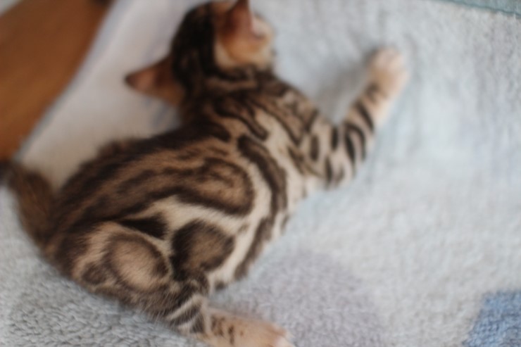 뱅갈고양이 예약된 여아예요~ 관련 이미지 6