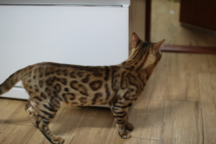 레이녀석 호기심이 부쩍 많아진듯 ㅎㅎ 관련 이미지 4