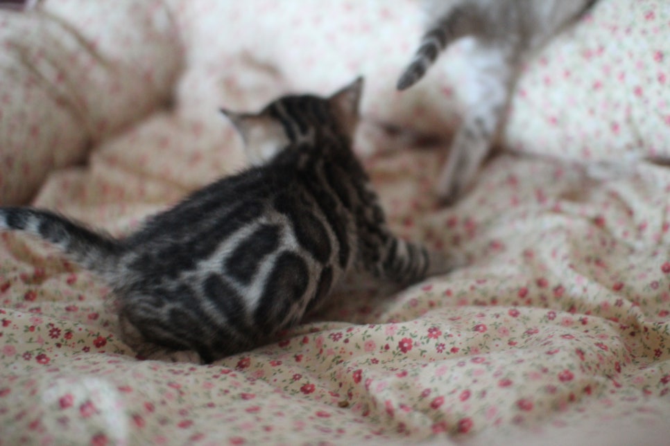 뱅갈고양이 꼬맹이들 사진전 ㅎㅎ 관련 이미지 11