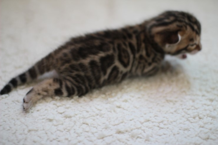 브라운 뱅갈고양이 여아예요~ 관련 이미지 4